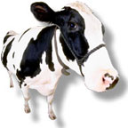 ZAMANILLO